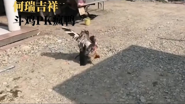 斗鸡PK