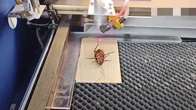 请问这是在给它按摩和挠痒痒吗？