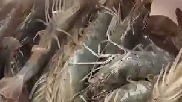 女子收到虾农邻居送来的