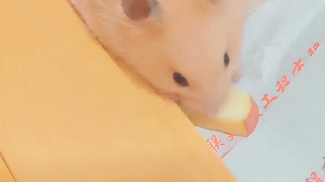 谁不喜欢可爱的鼠子呢
鼠鼠我呀，吃苹果了捏～