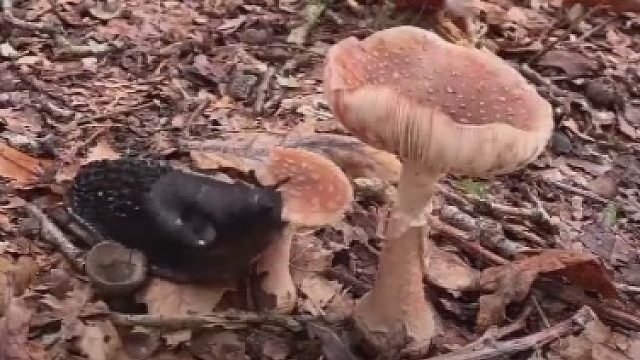 蜗牛大口吃蘑菇