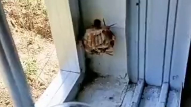 它寿命没你长熬死它们