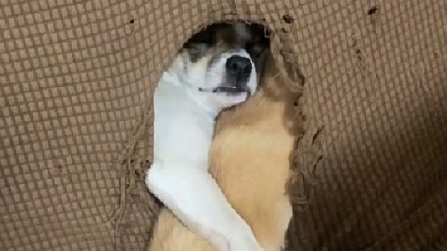 回老家把沙发也得拉着，不然让它们怎么睡觉