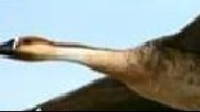 男子请客吃大雁肉不料被朋友的女朋友举报，女友：担心带坏自己的男朋友