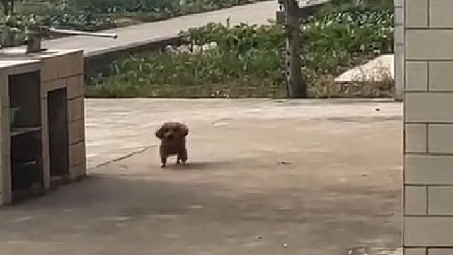 怎么会有修狗这样走路的