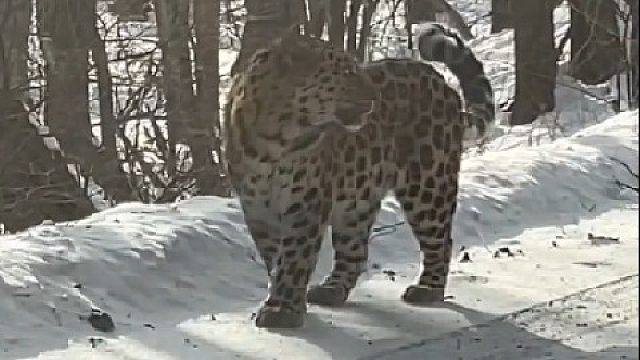 偶遇豹子一只， 这就是东北冬天的浪漫吧