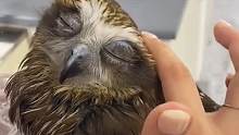 小猫头鹰被粘鼠板粘住，身上还满是油污