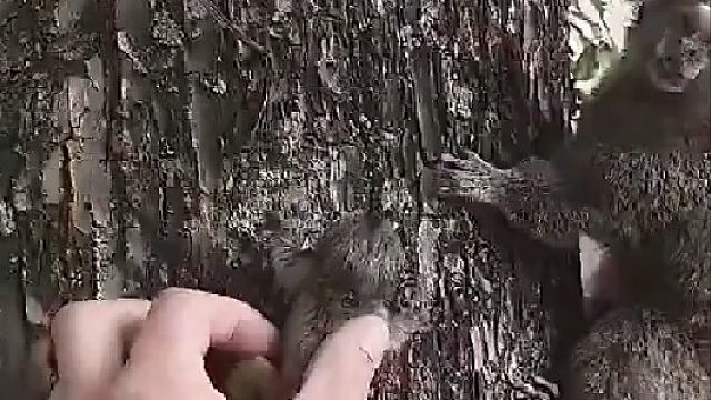 巴西男子在马路上发现了一只不慎坠落的白耳狨猴宝宝，捡起后把它归还给树上的猴妈妈