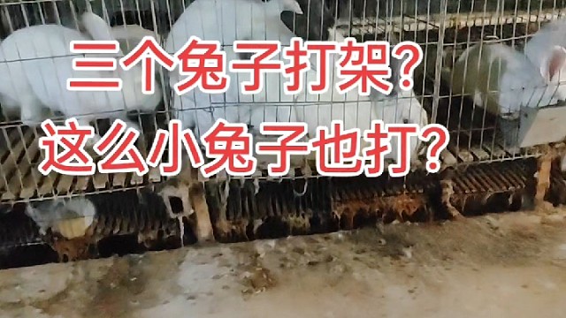 打吧打吧！我烧水去，想吃的来哦！