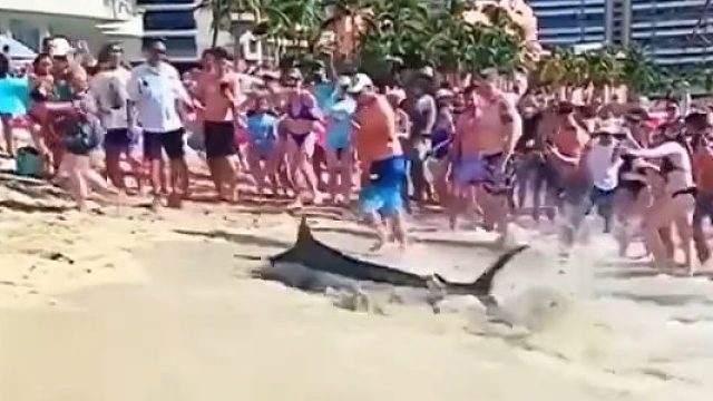 这鱼怕不是在被虎鲸或者大白鲨追