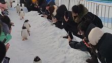 谁能阻挡企鹅的小碎步 极地馆 极地公园 寒假好去处