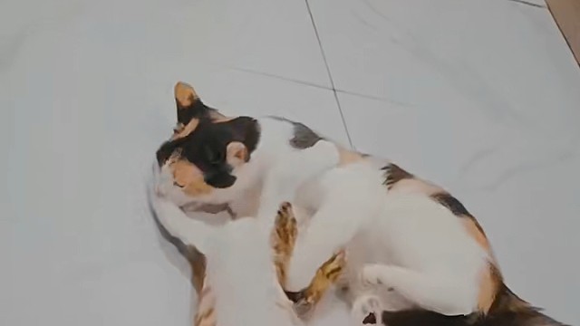 忤逆大儿的日常