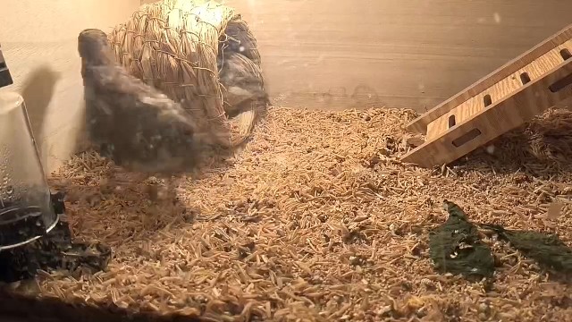 接档没有流水，这傻鸡比我都着急，怕我买不起它明天的口粮