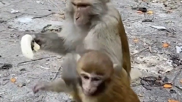 小猴子：确认了，我肯定是妈妈从垃圾桶捡来的