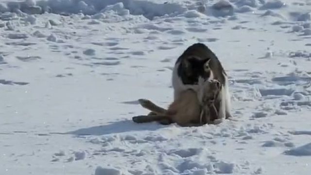 我有个问题，猫抓回来吃不了，帮吃了犯法吗