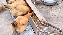改进了的喂鸡神器，感觉不错哟
