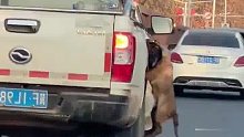 路人拍下前车的狗跳车差点狗带