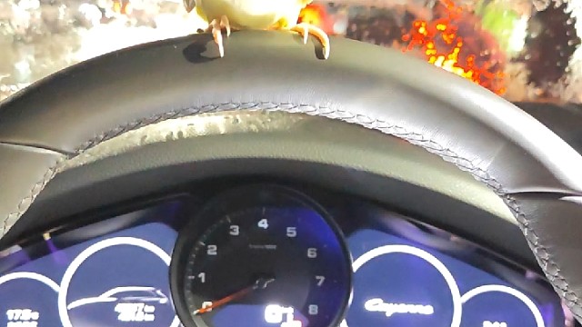 宝宝们下午就能到家啦，晚上带你们打手枪