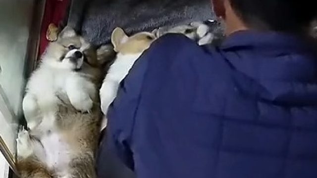 爸爸每晚对着小狗们开睡前大会，被女儿发现并惊喜拍下