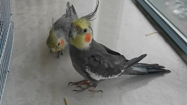 玄凤～～两只走走～～放风时间～～抢棒棒