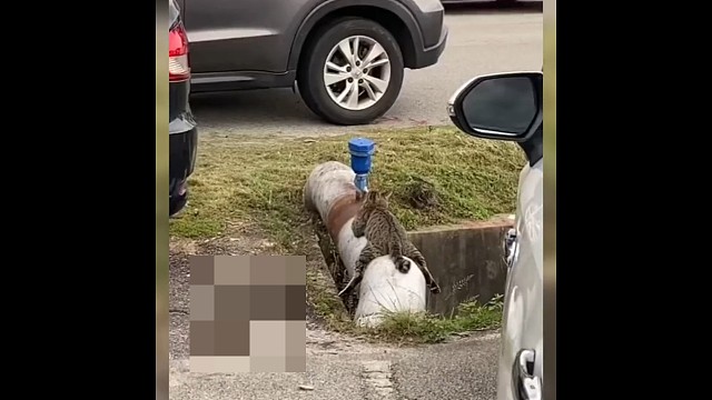 哈哈哈这猫咪取暖就离谱！