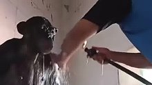 猩猩洗澡哈哈