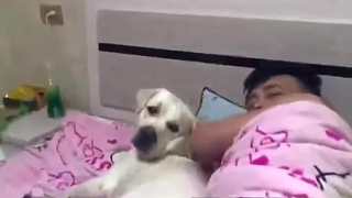 女子回家 看到自己的床被狗子霸占 狗子_大哥，这。。。。男子：没事老弟，睡你的