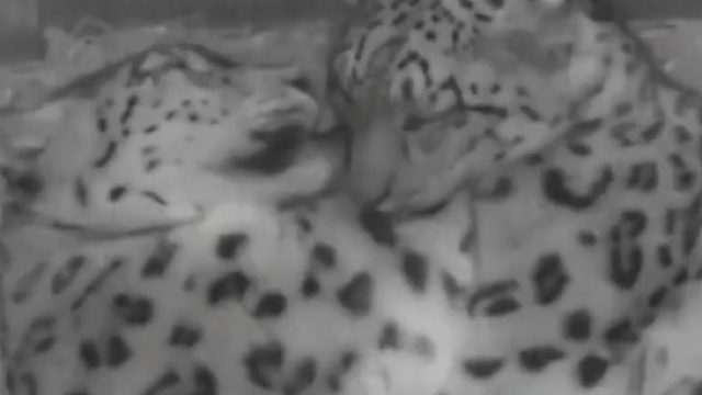 母豹因怀孕，难受到无法入睡，老公的做法让很多人汗颜