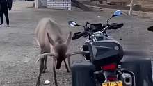 野鹿把摩托车顶翻在地，车主为拯救摩托车与野鹿对峙
