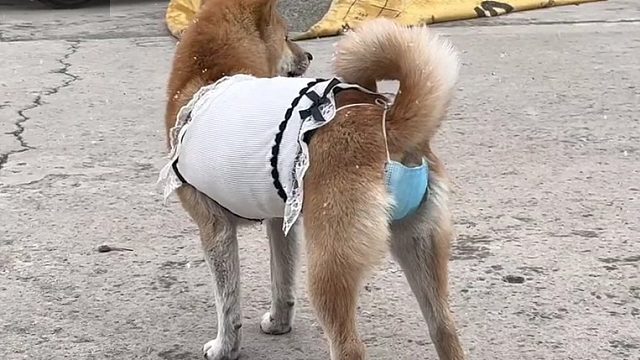 下雪了 穿上礼服暖和