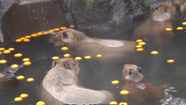 也想像他们一样无忧无虑