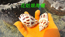 大海退潮后漂亮的珊瑚都显露了出来，里面还有好多漂亮的花海螺