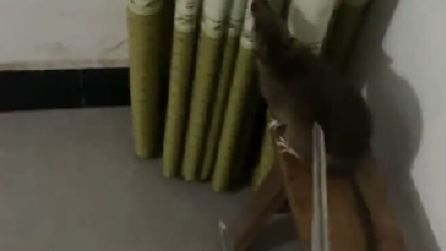 第一次看到这么泰的耗子