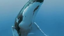 鲸鱼母子的爱和交谈声，来被大海的声音治愈一下吧