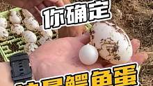 你确定这是鳄鱼蛋吗X#鳄珍 #鳄鱼 #鳄鱼养殖场