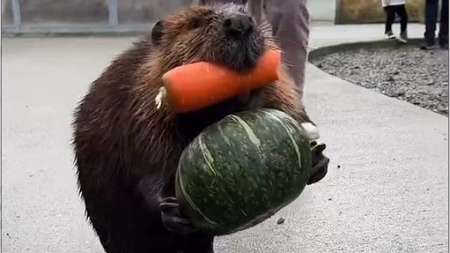 你们倒是帮一把呀