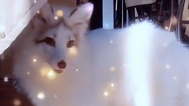 自带“花魁妆”的白狐，美得不可方物