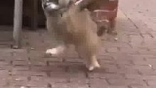 猫头鹰体测项目之 跳远