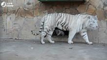 动物园的小白虎出笼了，白虎妈妈在巡逻