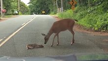 外国小姐姐开车时，偶遇一只被汽车吓坏不敢走路的小鹿。