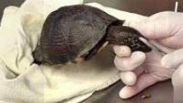 救助被马蝇寄生的乌龟