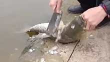 惊不惊喜？大哥在水边认真刮鱼鳞，结果…