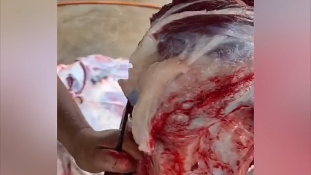 这骨头唐僧拿来煲汤喝了都不算破戒吧