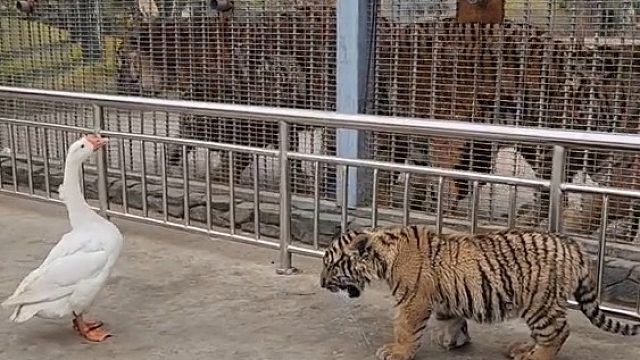 后面的拉拉队是受过专业培训的，动作整齐划一