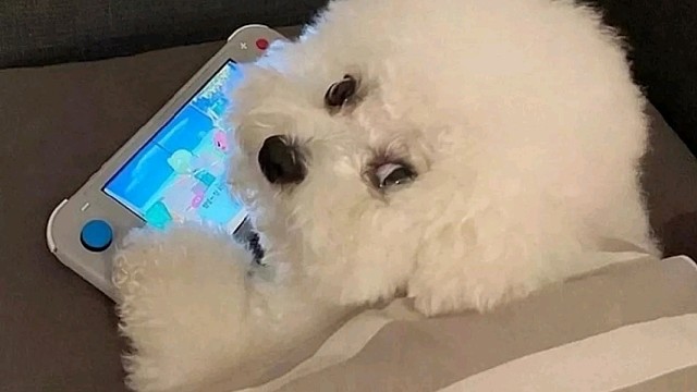 震只因，荔枝主播单挑玩转猎魔！