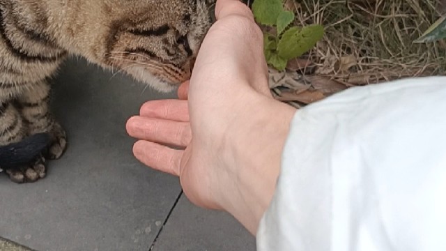 我也不想宠着它呀，可是他舔我的手诶