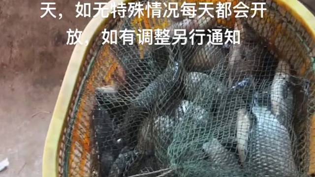 一个人在鱼塘过年