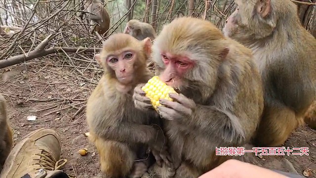 幼儿园一群小猴子