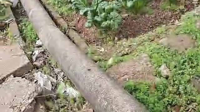 去自家菜地里割点菜！