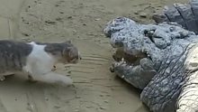 猫就不怕被鳄鱼啃了